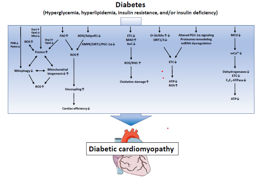Mechanisms of Mitochondrial Dysfunction in Diabetic Cardiomyopathy